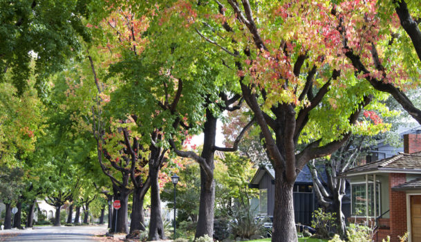 Tall Liquid ambar, commonly called sweetgum tree, or American Sw